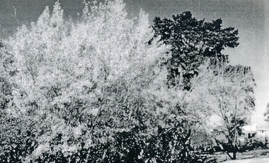 Photograph, Poplars along the creek, c1960