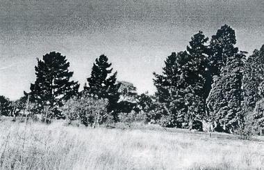 Photograph, Towards Mt Pleasant Road, c1960