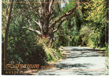 Postcard, Postcard - Laburnum