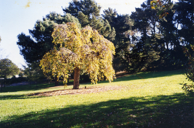 Photograph, Elm in Campbell's Croft, 2000