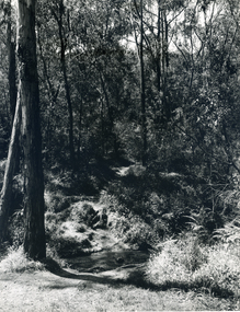 Black and white photo of creek, track and vegetation in Yarran Dheran Reserve|