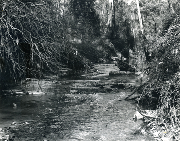 Photograph, Mullum Mullum Creek