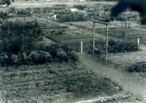 Nunawading Community Garden in Jolimont Road, Forest Hill established in October 1977.