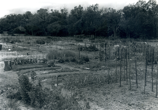 Nunawading Community Gardens in Jolimont Road, Forest Hill established in October 1977.