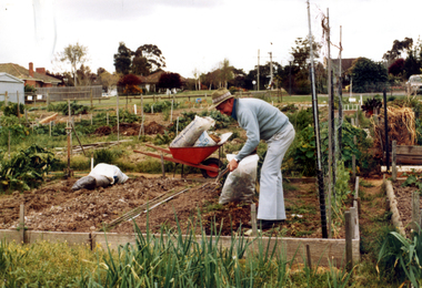 Gardener attending his plot at the Nunawading Community Gardens in Jolimont Road, Forest Hill c1980. 