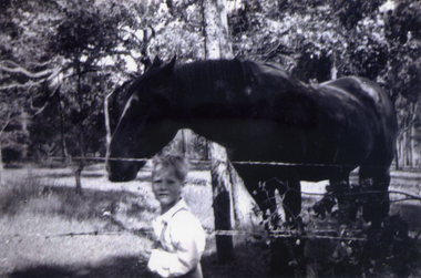 Feeding 'Clumpy Jim'. The horse belonged to a neighbour. The paddock later became part of the Antonio Park Primary School.