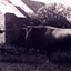 Joseph Tainton taken c1926 holding his prize bull, 'Foxglove'  on his property on the north side of Burwood Road, East Burwood