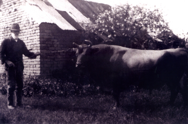 Joseph Tainton taken c1926 holding his prize bull, 'Foxglove'  on his property on the north side of Burwood Road, East Burwood