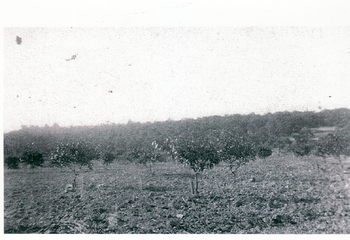 View of the orchard on the southern side of the miner's cottage in Halley Street, Blackburn; this view was before 1923