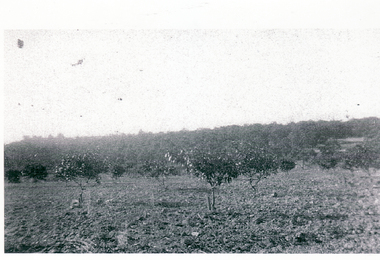 View of the orchard on the southern side of the miner's cottage in Halley Street, Blackburn; this view was before 1923