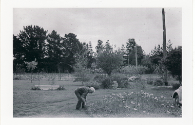 The garden at 16 Halley Street, Blackburn in 1959. Albert Sharp in foreground