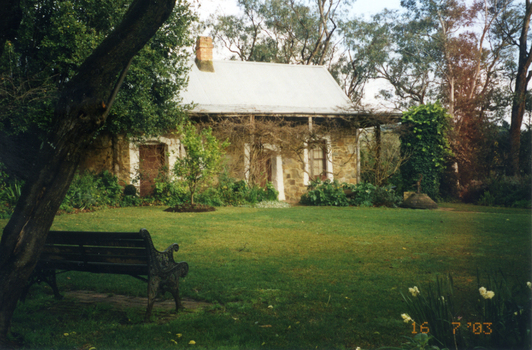 The wisteria in bloom after pruning in 2003