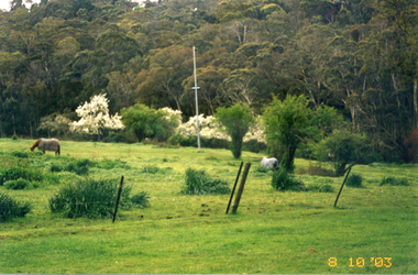 The original Schwerkolt  house site. (Known as the horse paddock)