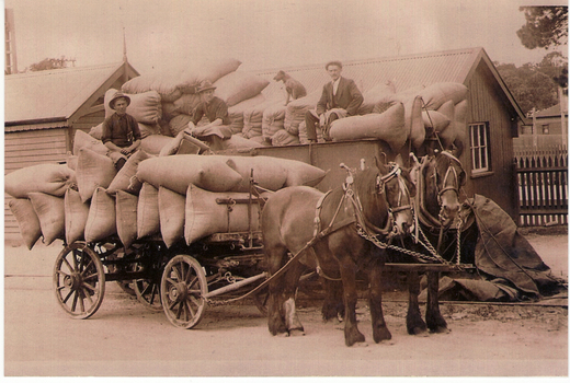 P. Raftis chaff and grain store in Blackburn in the 1920's.