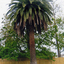 View in October 2007 of the palm tree planted by August Schwerkolt 