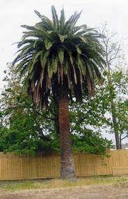 View in October 2007 of the palm tree planted by August Schwerkolt 