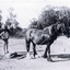 Bruce & Ross Livermore with horse levelling ground f
