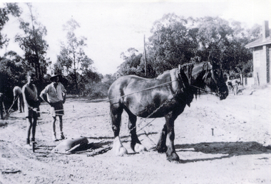 Bruce & Ross Livermore with horse levelling ground f