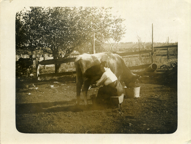 Woman milking a cow in a paddock
