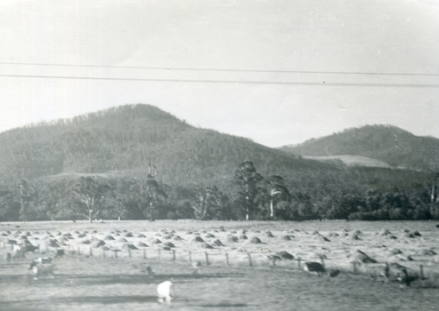 Print of hills with a hay paddock and animals in foreground. 