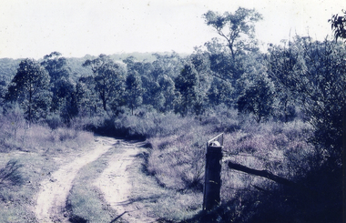 Bushland in the Mitcham area. Unmade road winding through bush.