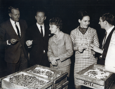 Photograph, Stanley Works Pty Ltd, C1970
