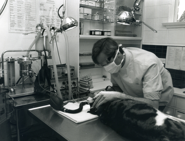 Vet operating on a cat in a surgery at 357 Canterbury Road, Forest Hill. 1994.