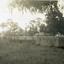 the erection of Max Grant's house at 8, Hazelmere Avenue, Mitcham. 