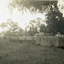 Building Max Grant's brick veneer house at 8 Hazelmere Avenue, Mitcham