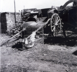 Photograph, Davin's Dairy, C 1945