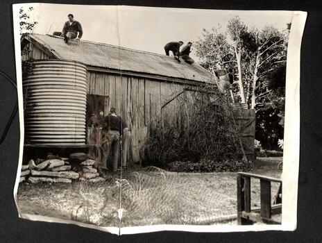 Black and white photograph members of the Dandenong Apex Club dismantling the barn on the Ansell family property.