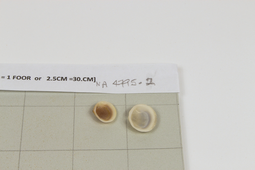 Cockle shells