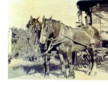 Horse drawn cart loaded with fruit.