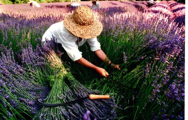 A coloured photograph showing a lady using a scythe to harvest lavender.