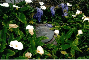 Photograph - Four coloured  photographs, Schwerkolt Cottage garden and wisteria