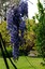 Coloured photographs of the cottage garden and wisteria.
Schwerkolt Cottage