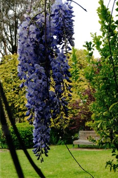 Coloured photographs of the cottage garden and wisteria.
Schwerkolt Cottage