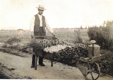Walter Jones  working on his flower farm.