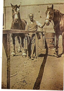 Louis Barelli shown with two horses that were used to deliver bread.