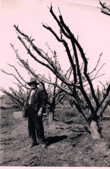 William Moffatt, Blackburn Orchardist in front of pruned trees.
