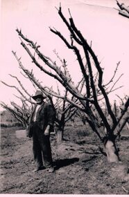 William Moffatt, Blackburn Orchardist in front of pruned trees.