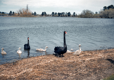 35mm Slide, Swans and Cygnets at Lake Wendouree circa 1950s