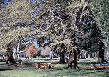 35mm Slide, Botanical Gardens, Ballarat circa 1950s