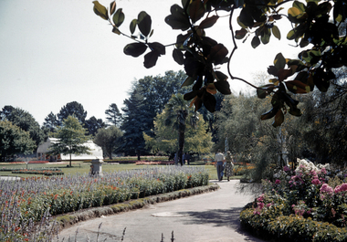 35mm Slide, Keel Glasshouse at the Botancal Gardens circa mid 1950s