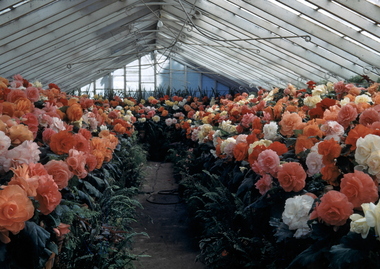 35mm Slide, Begonia Conservatory, Eureka Stockade, Circa 1956