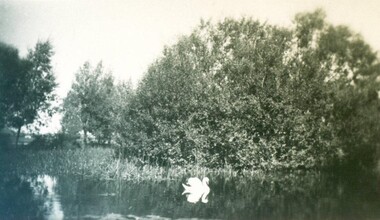 Photograph - Card Box Photographs, White swan on Lake Wendouree, c1925