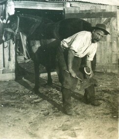 Photograph - Card Box Photographs, W.J. Perkins shoeing a horse, Ballarat circa 1930
