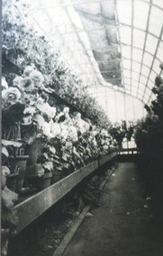 Photograph - Card Box Photographs, Interior of the Keel Glasshouse, Ballarat Botanic Gardens 1923
