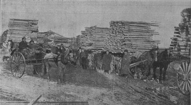 Photograph - Card Box Photographs, Tree guards on wagons, Avenue of Honour, Ballarat 1919