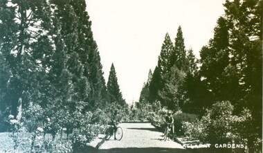 Photograph - Card Box Photographs, Conifer Avenue, Ballarat Botanic Gardens circa 1900